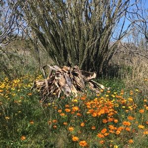 Meet your Posher, Anne